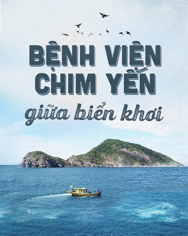 Bệnh viện chim yến giữa biển khơi