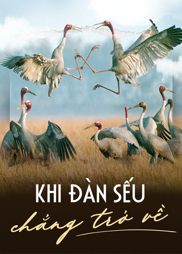 Khi đàn sếu chẳng trở về...