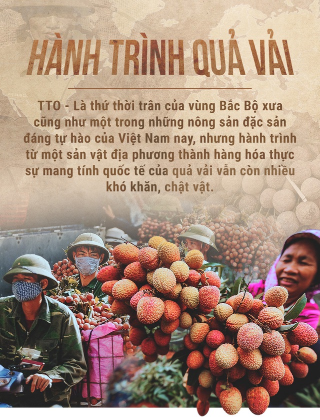 Hành trình quả vải
