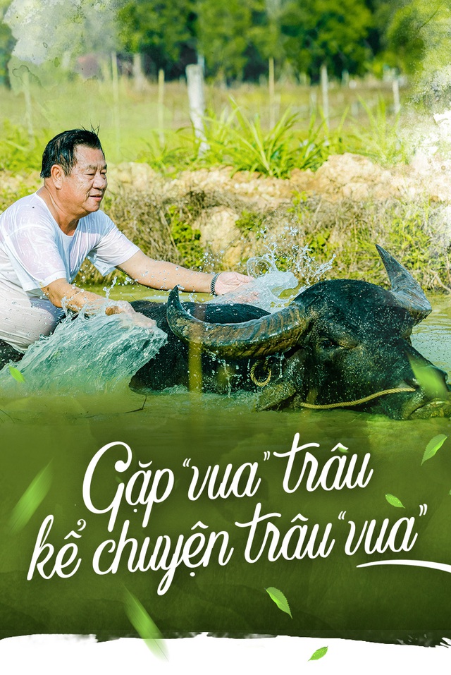 Gặp 'vua' trâu nghe kể chuyện trâu 'vua'