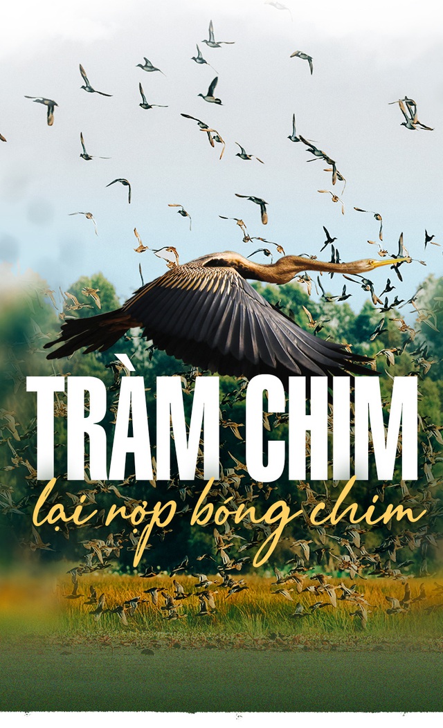Tràm Chim lại rợp bóng chim
