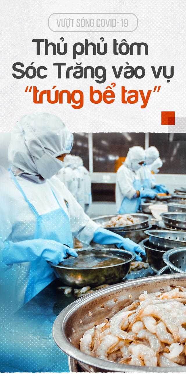 Vượt sóng COVID-19: Thủ phủ tôm Sóc Trăng vào vụ ‘trúng bể tay’