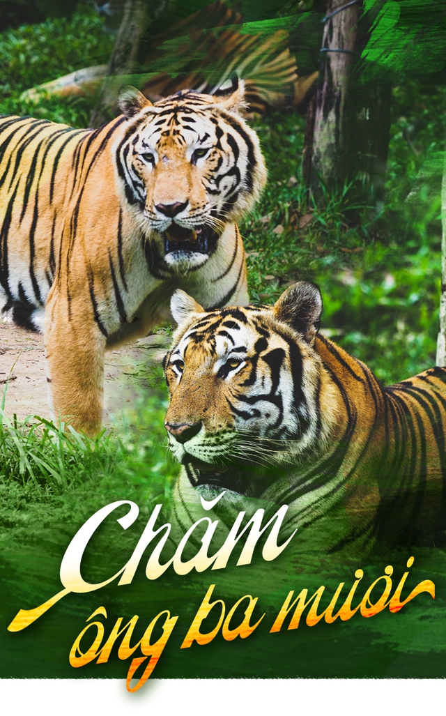 CHĂM ÔNG BA MƯƠI…