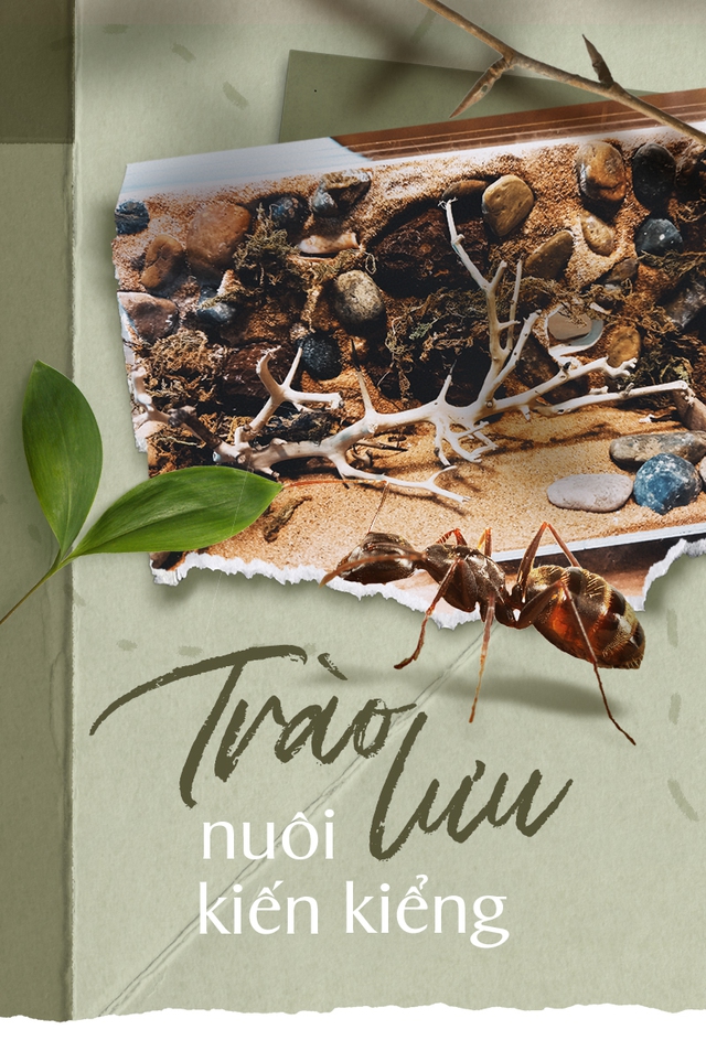 Trào lưu nuôi kiến kiểng