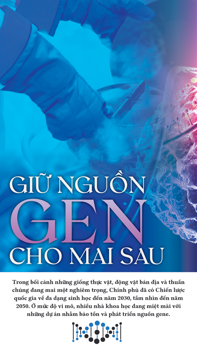 Giữ nguồn gene cho mai sau