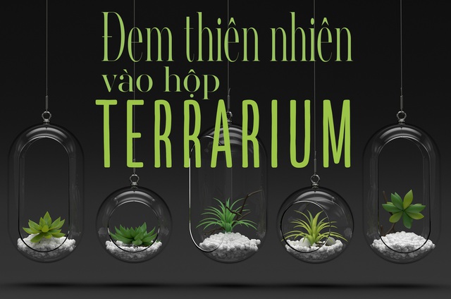 Đem thiên nhiên vào hộp Terrarium