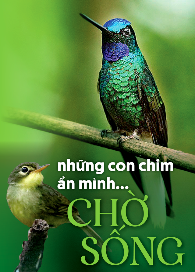 Những con chim ẩn mình… chờ sống