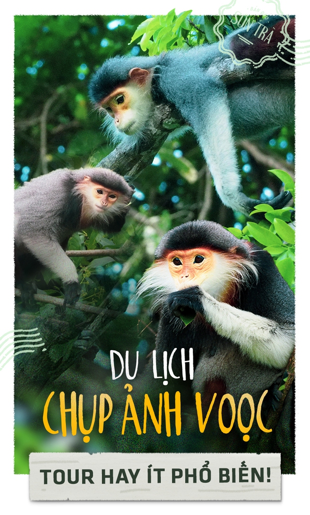 Du lịch chụp ảnh voọc: Tour hay, ít phổ biến
