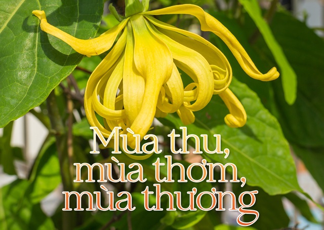 Mùa thu, mùa thơm,  mùa thương