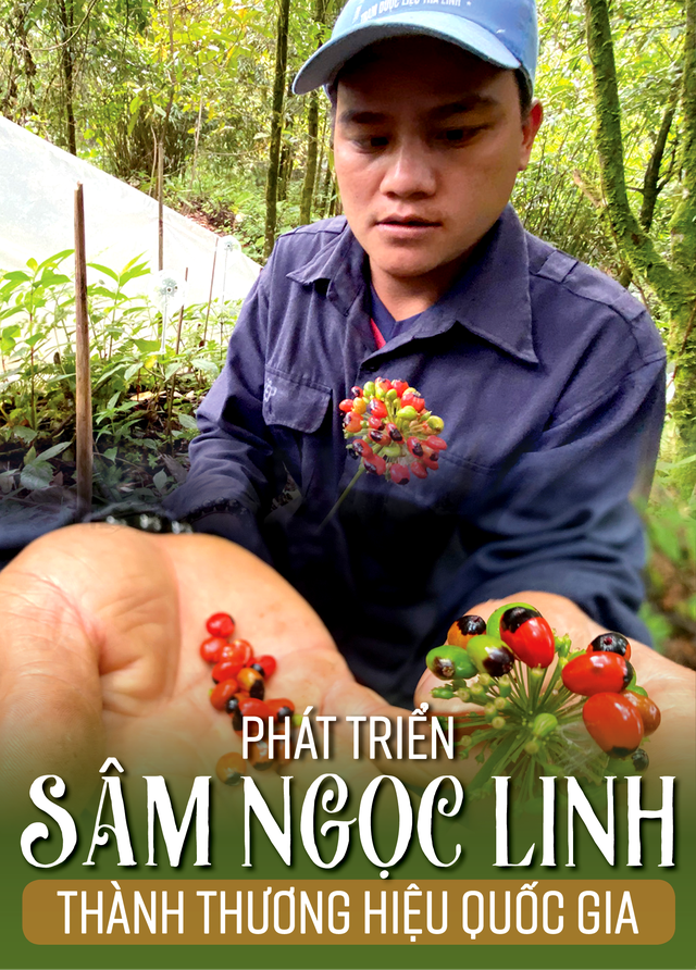 Phát triển Sâm Ngọc Linh thành thương hiệu quốc gia
