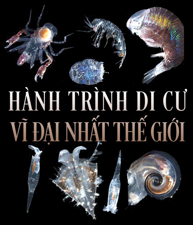 Hành trình 'bơi lên vào ban đêm rồi rút lui khi trời sáng'