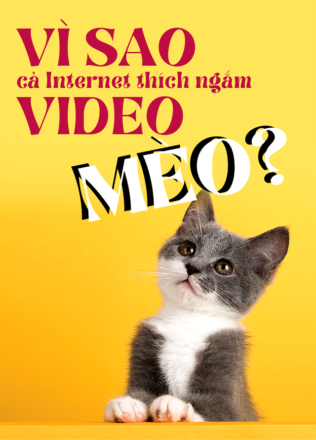 Vì sao cả Internet thích ngắm video mèo?