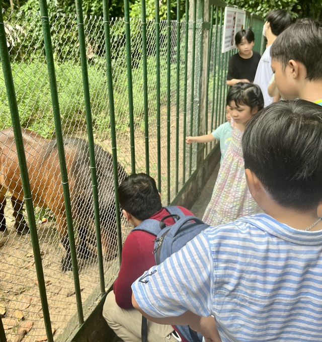 Các bé thích thú ngắm chú ngựa lùn trong Thảo cầm viên - Ảnh: NGUYÊN THẢO.