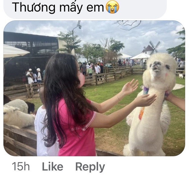 4 chú lạc đà Alpaca ở Đà Lạt chết đột ngột gây bàng hoàng - Ảnh 5.