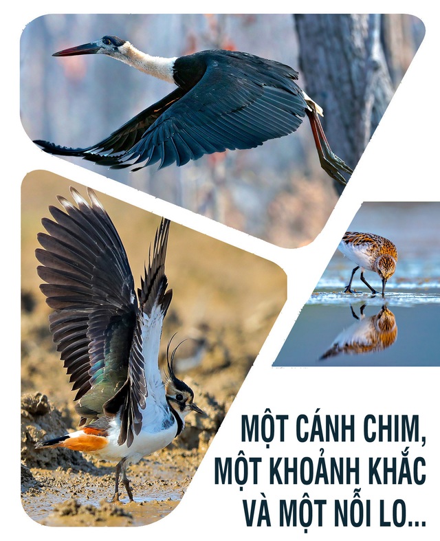 Một cánh chim, một khoảnh khắc và một nỗi lo...