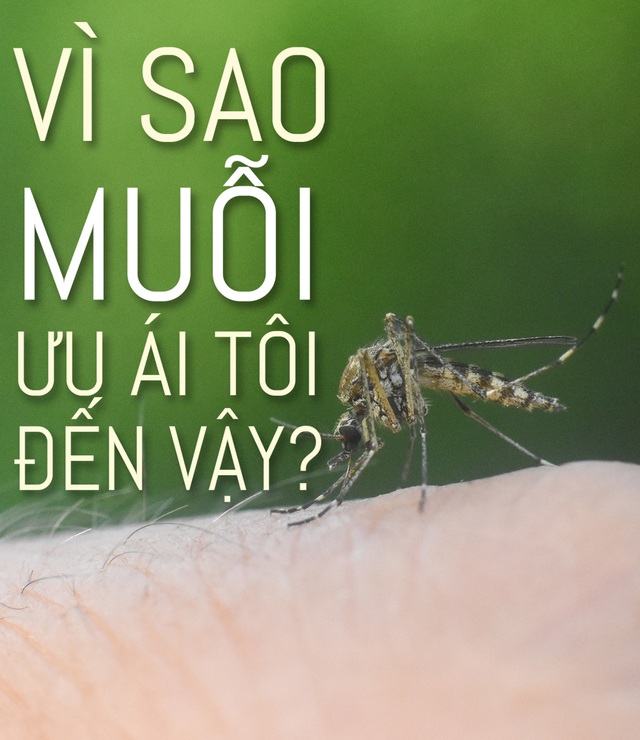 Vì sao muỗi ưu ái tôi đến vậy?