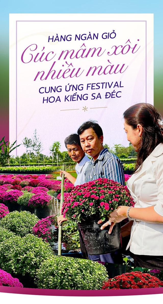 Hàng ngàn giỏ cúc mâm xôi nhiều màu cung ứng Festival hoa kiểng Sa Đéc
