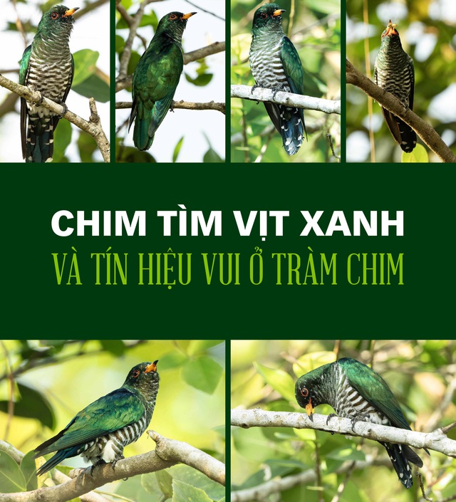 Chim tìm vịt xanh và tín hiệu vui ở Tràm Chim