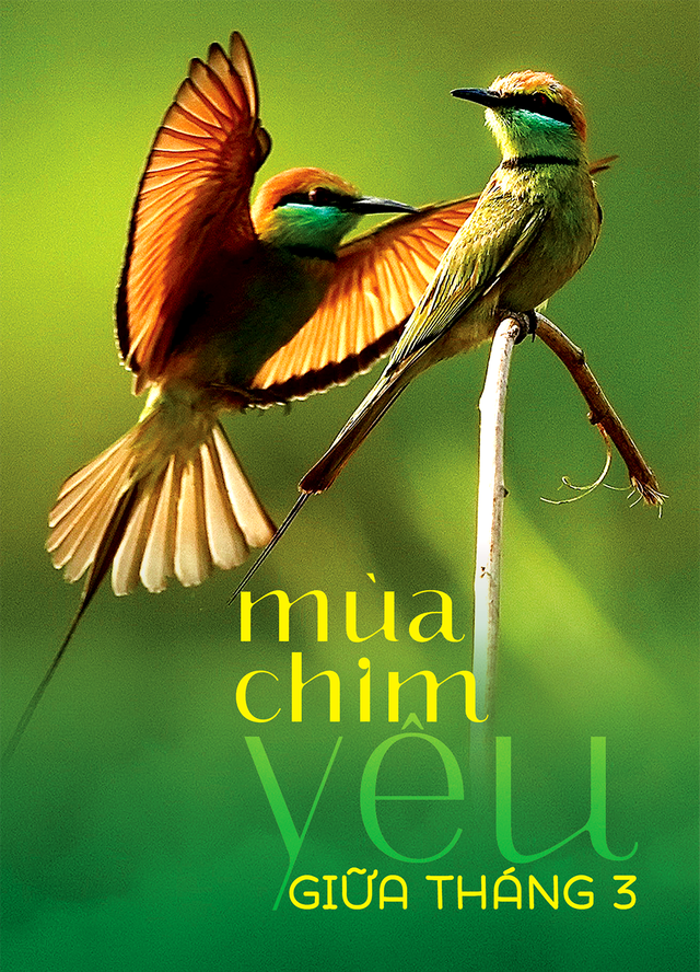 Mùa chim yêu giữa thành phố tháng 3