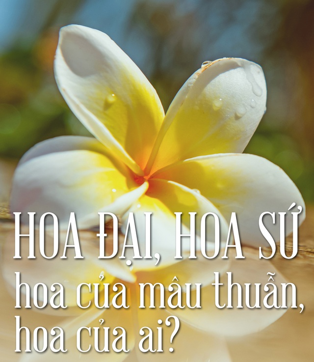 Hoa đại, hoa sứ  hoa của mâu thuẫn,  hoa của ai?