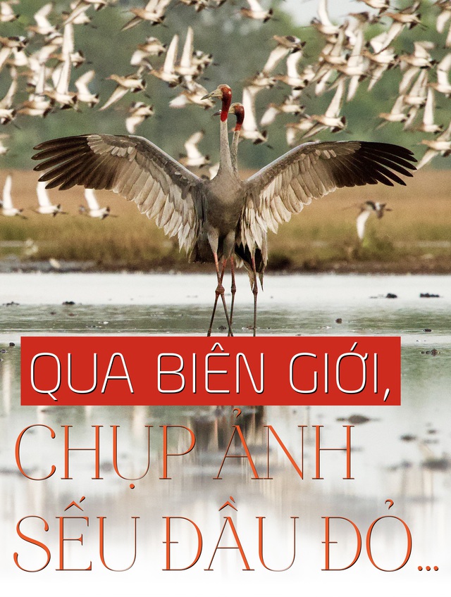 Qua biên giới, chụp ảnh sếu đầu đỏ