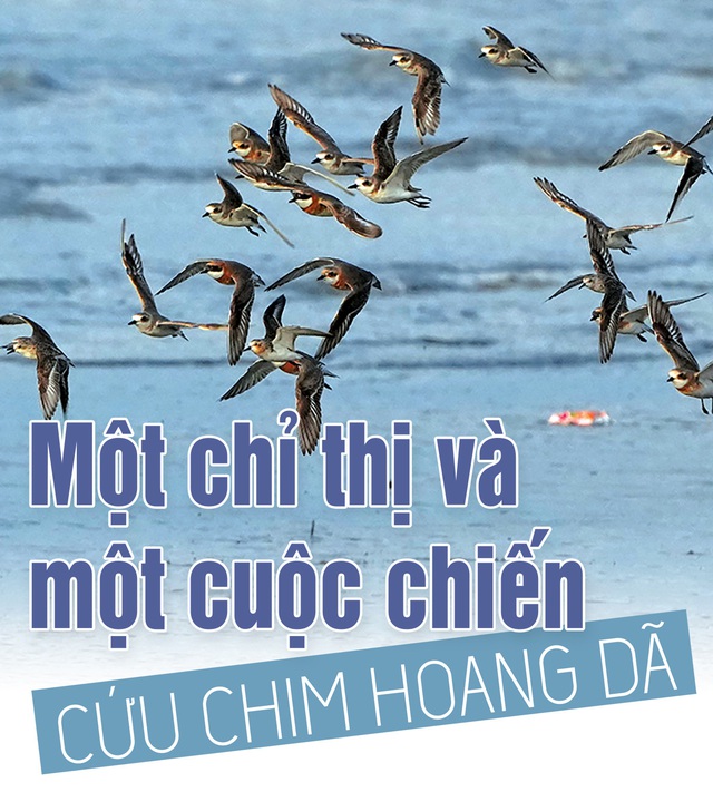Tròn một năm cuộc chiến cứu chim hoang dã
