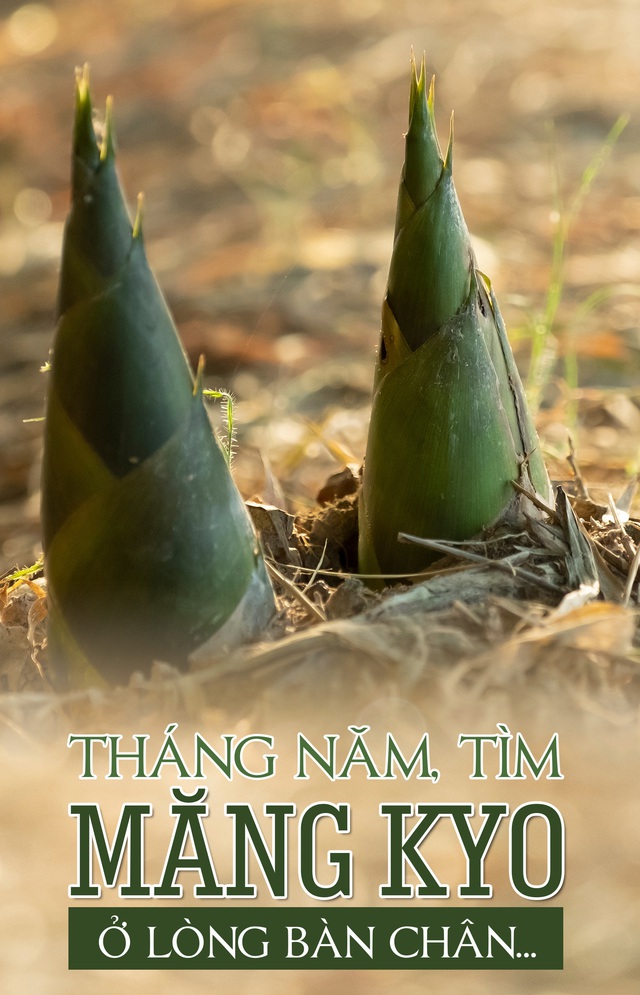 Tháng 5, tìm măng Kyo ở lòng bàn chân