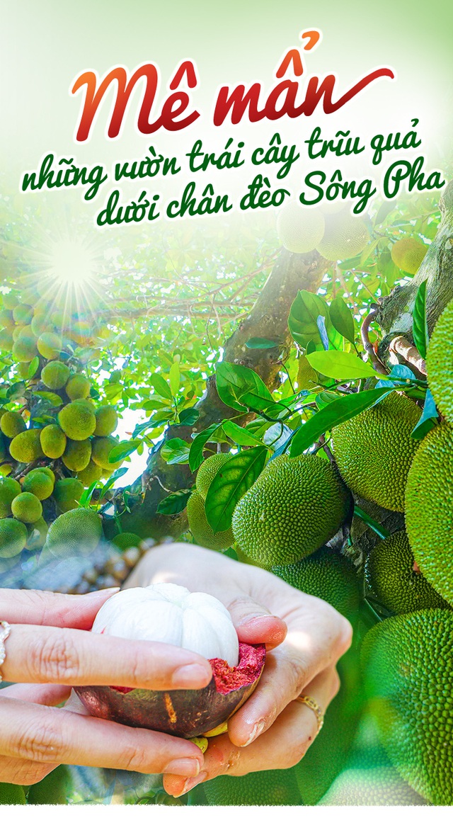 Mê mẩn những vườn trái cây trĩu quả dưới chân đèo Sông Pha