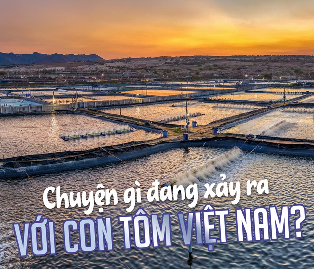 Chuyện gì đang xảy ra với con tôm Việt Nam?