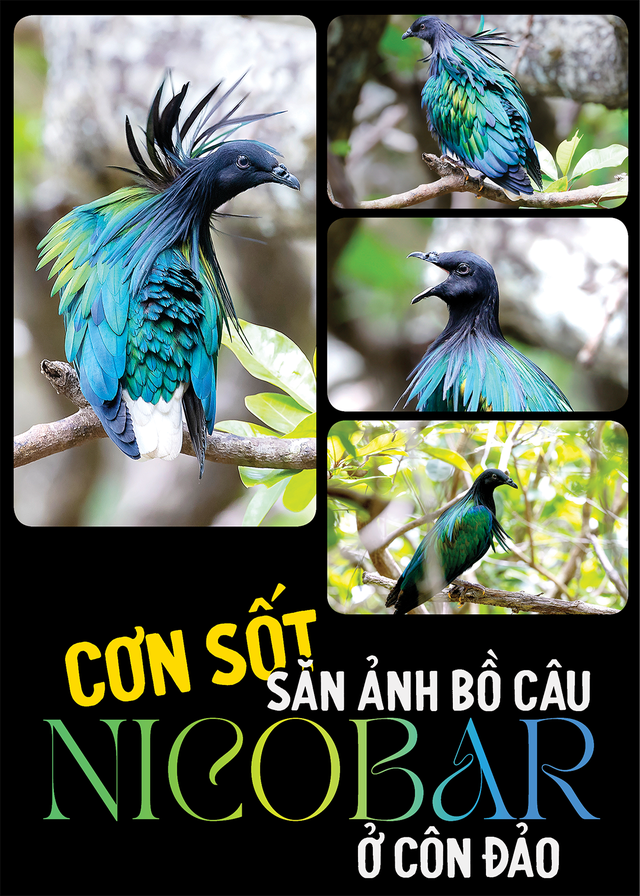 Cơn sốt săn ảnh bồ câu Nicobar ở Côn Đảo