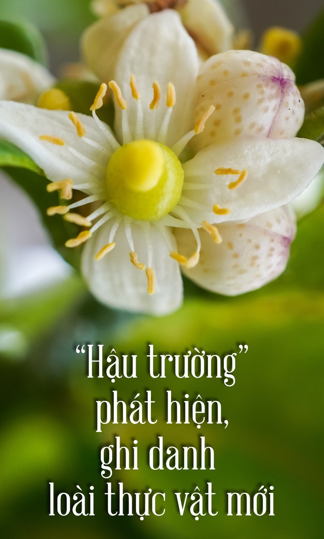 'Hậu trường' phát hiện, ghi danh loài thực vật mới