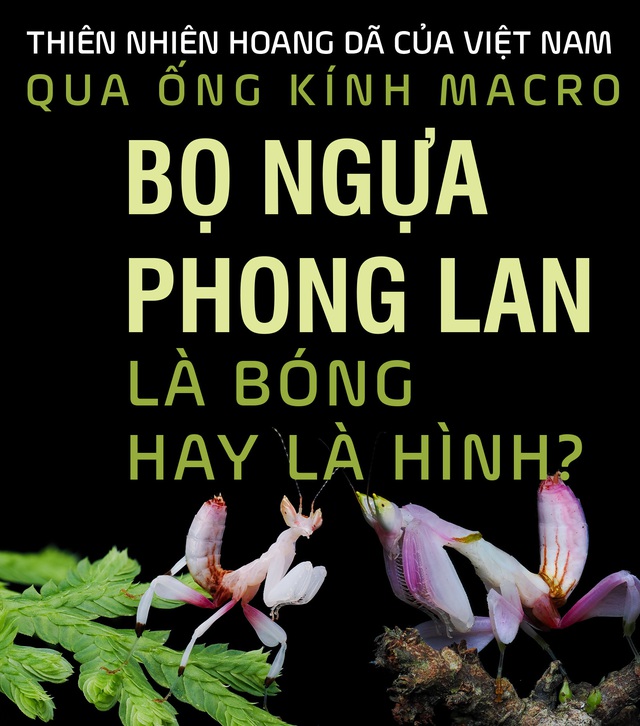 Bọ ngựa phong lan - là bóng hay là hình?