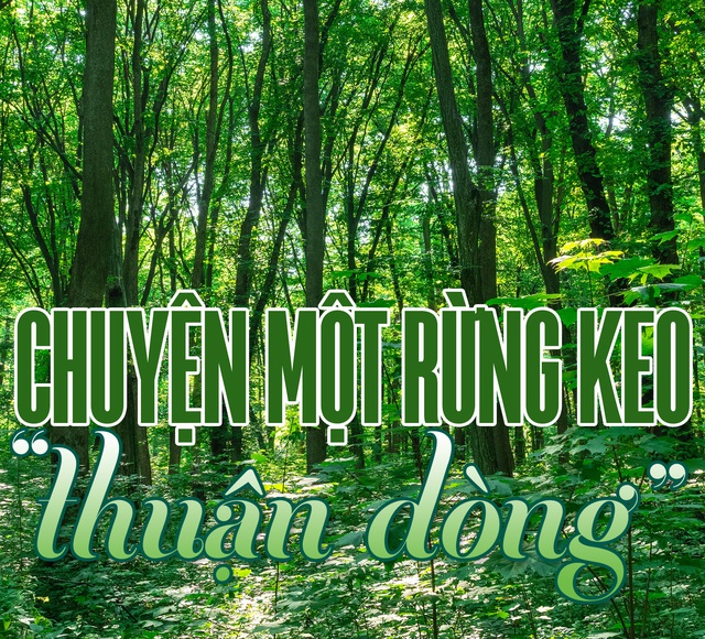 Quay về dãy Trường Sơn trồng rừng