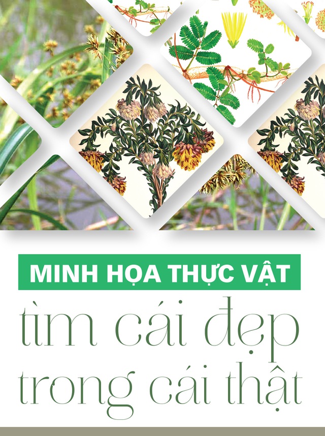 Minh họa thực vật: Tìm cái đẹp trong cái thật