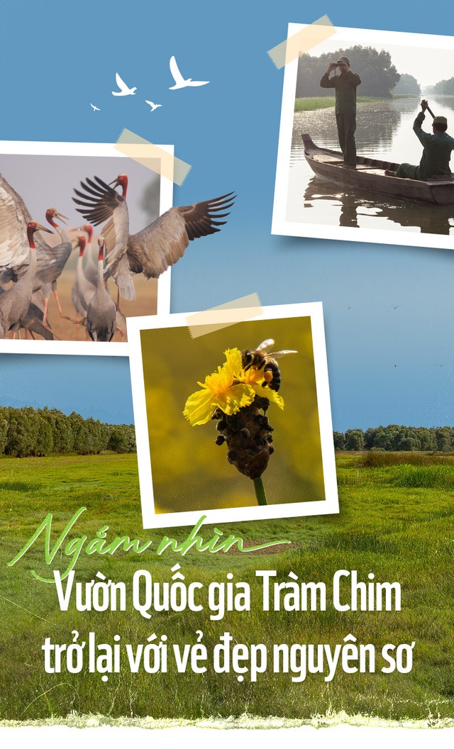 Ngắm nhìn Vườn Quốc gia Tràm Chim trở lại với vẻ đẹp nguyên sơ