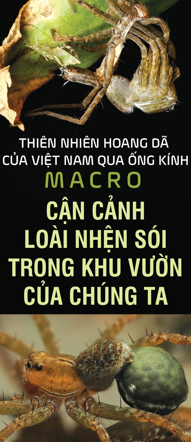 Cận cảnh loài nhện sói trong khu vườn của chúng ta
