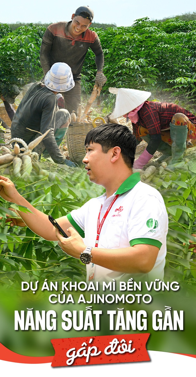 Dự án Khoai mì bền vững của Ajinomoto: Năng suất tăng gần gấp đôi