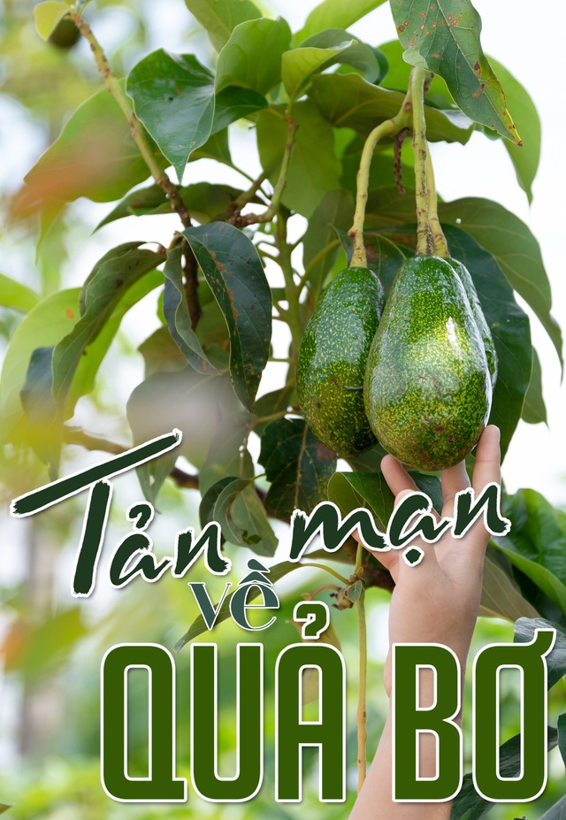 Tản mạn về quả bơ