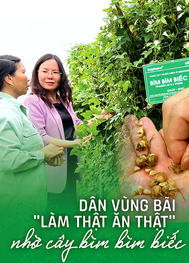 Dân vùng bãi "làm thật ăn thật" nhờ cây bìm bìm biếc
