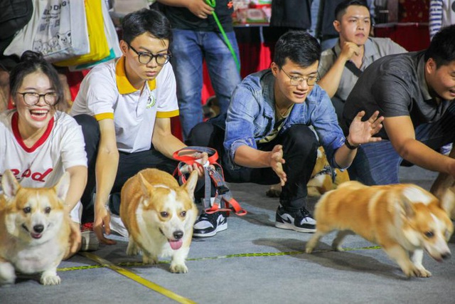 Ngày hội thú cưng 