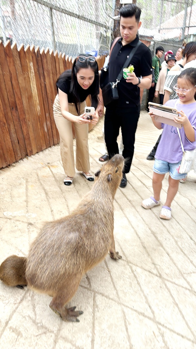 Lên Đà Lạt diện kiến Capybara - chú chuột lang nước hot trend- Ảnh 6.