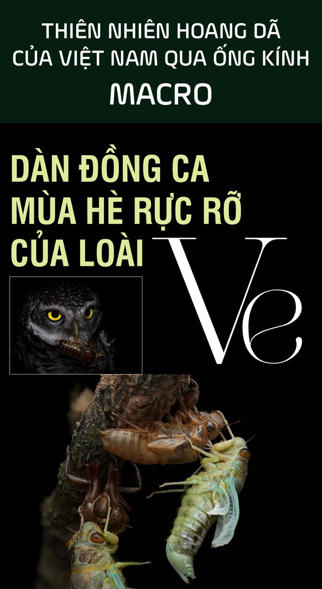 Dàn đồng ca mùa hè rực rỡ của loài ve