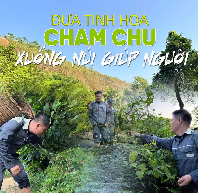 Đưa tinh hoa Cham Chu xuống núi giúp người