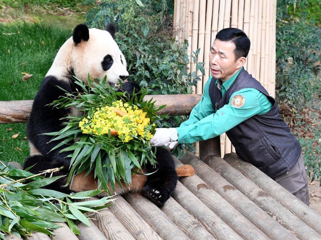 Có gì trong bộ phim về gấu trúc Fu Bao gây sốt phòng vé Hàn?- Ảnh 2.