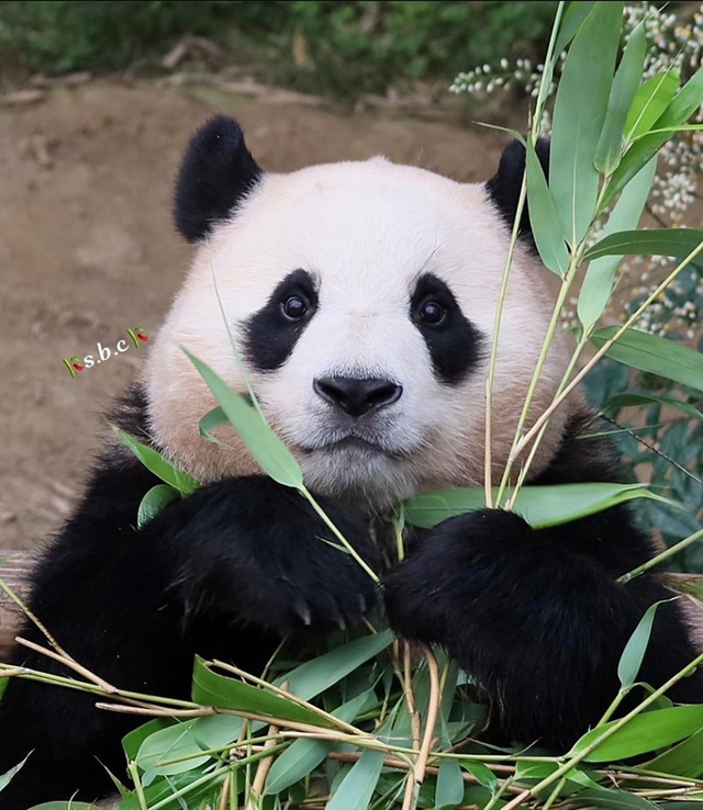 Có gì trong bộ phim về gấu trúc Fu Bao gây sốt phòng vé Hàn?- Ảnh 1.