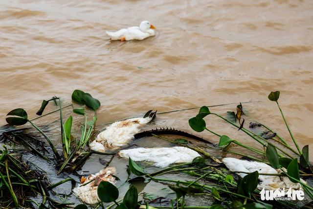 A close-up of one of deepest flooded areas in central Vietnam after storm Bualoi - Ảnh 14.
