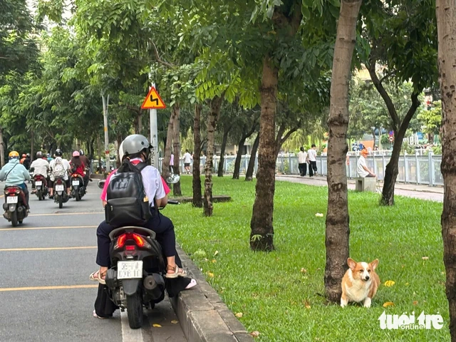 Dogs and the community: Vietnam should uphold responsible ownership through training, vaccines, and neutering- Ảnh 1.