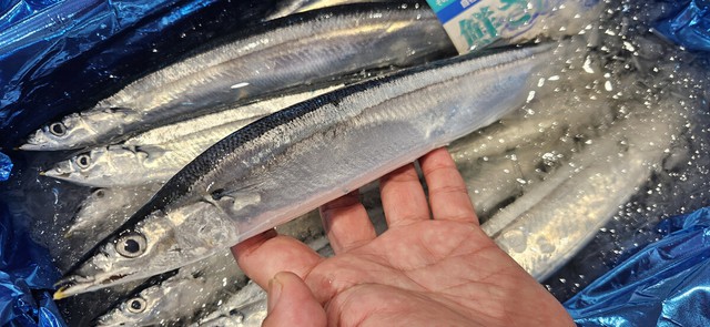 Japan group to launch AI service for saury size predictions- Ảnh 1. Japan group to launch AI service for saury size predictions- Ảnh 1.
