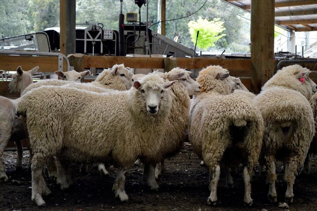 New Zealand pledges to reduce biogenic methane emissions by 2050- Ảnh 1. New Zealand pledges to reduce biogenic methane emissions by 2050- Ảnh 1.