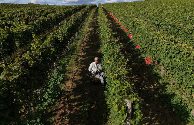 A Japanese Pinot Noir town blessed by climate change now worries about the weather- Ảnh 1. A Japanese Pinot Noir town blessed by climate change now worries about the weather- Ảnh 1.